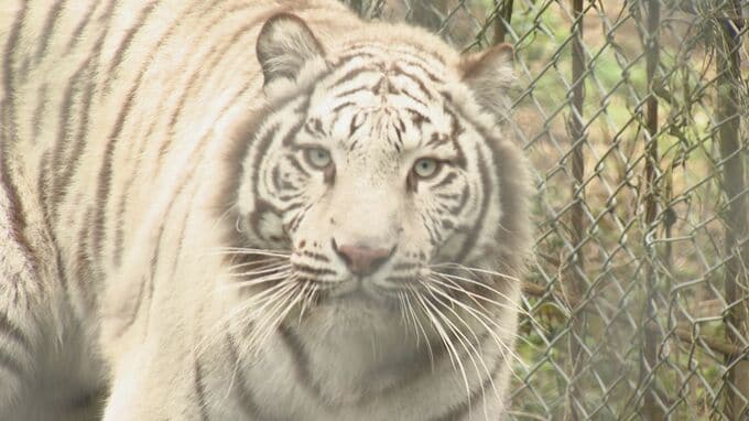 「かっこよかった！」ホワイトタイガー３姉妹を初公開　秋吉台サファリランド　|　山口のニュース・天気・防災｜tys NEWS｜ｔｙｓテレビ山口