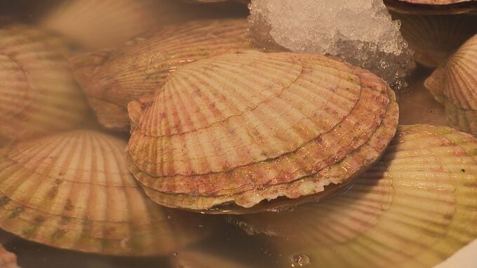 中国が水産物輸入停止を伝達「ビクビクしながら…」北海道の水産業者からは落胆の声　約2年ぶりに中国への出荷が再開されたばかり|TBS NEWS DIG