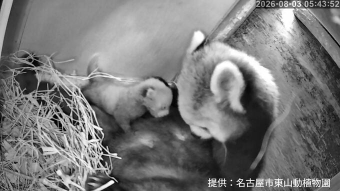 東山動植物園で｢シセンレッサーパンダ｣の赤ちゃん誕生 2頭産まれるも1頭は死産 ｢親子の様子を慎重に見守っていく。無事に育って｣ 名古屋|TBS NEWS DIG