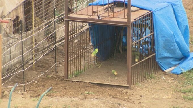 ニワトリ2羽がクマに襲われる　中野市の養鶏場　7月にもクマが侵入し26羽が襲われる|TBS NEWS DIG
