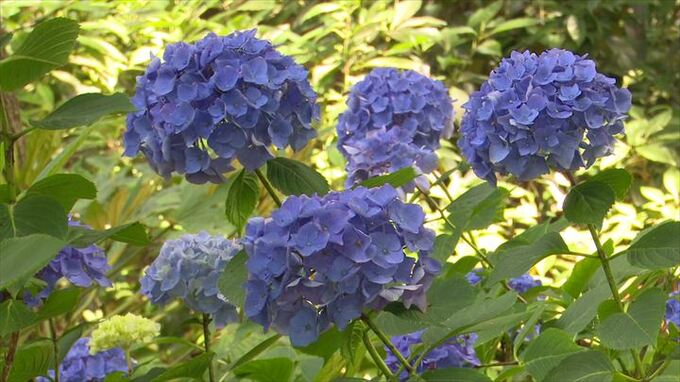 1000株のアジサイ　森や小川のほとりを彩る　山梨・万力公園　|　山梨のニュース | ＵＴＹテレビ山梨