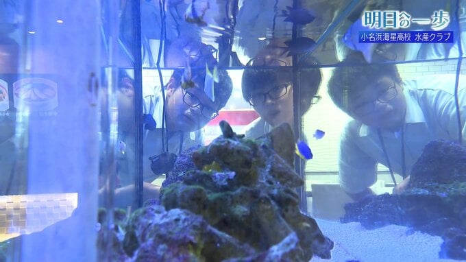 「魚にやさしく」・・・小さな命を大切に育む　小名浜海星高校 水産クラブ【明日への一歩】　|　福島のニュース│TUF