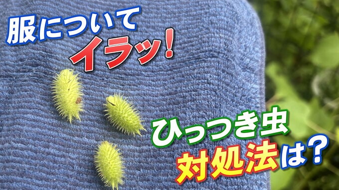 服にくっついてイラッ「ひっつき虫」の世界 その対処法は？実は“あの製品”開発のヒントにもなっていた|TBS NEWS DIG