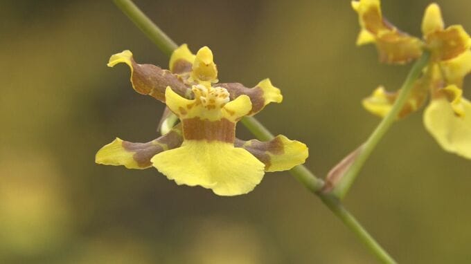 黄金色のランの花「オンシジウム・スファケラツム」が見ごろ　海洋博公園|TBS NEWS DIG
