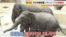 【天王寺動物園】8年ぶり！ゾウの一般公開始まる　「３頭とも元気で楽しそう」ゾウ舎は約45億円投じてリニューアル　ゾウにとってもより過ごしやすい環境に　|　MBSニュース | 関西の最新ニュースを分かりやすく。