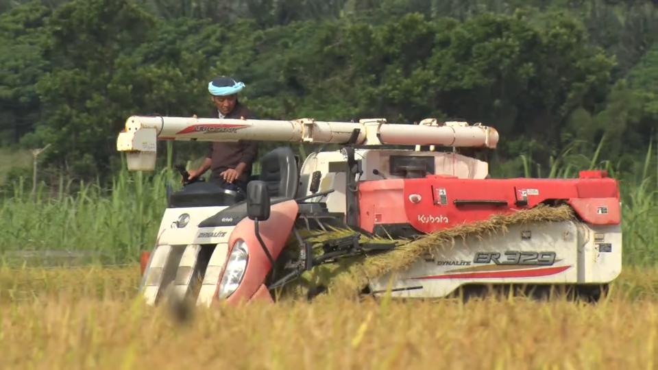 梅雨の晴れ間に刈り取り　石垣島で早場米の収穫始まる