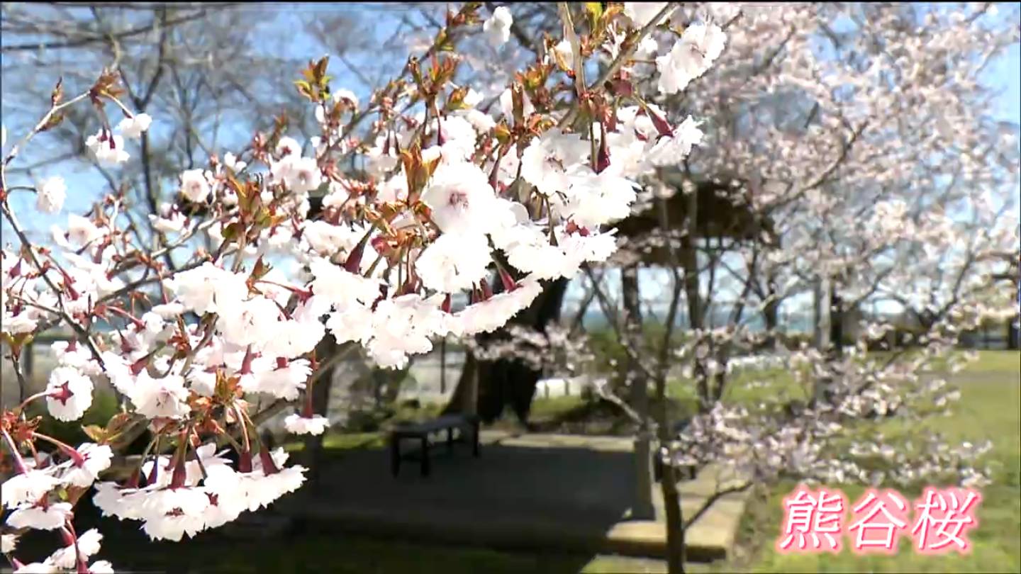 震災復興の願いを込めて埼玉から贈られた「熊谷桜」海沿いの神社を彩る