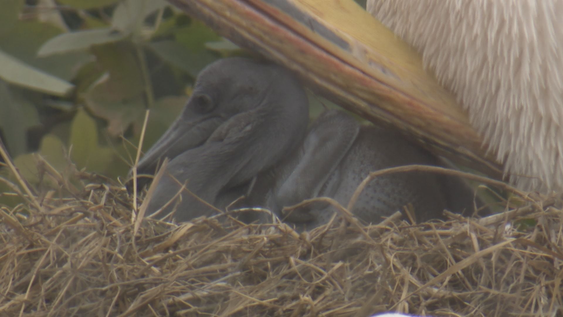かつての”ときわ公園の人気者”カッタくんのひ孫誕生 モモイロペリカン