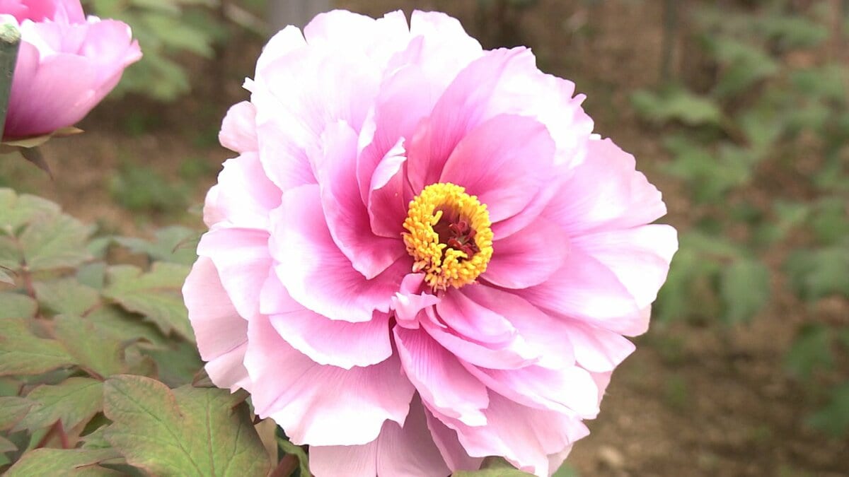 大輪の牡丹♦️華やかでモダンな花器♦️インテリアとしても♦️補償付　送料込 40年にわたりボタンを育てる男性 自宅の庭につくったボタン園を開放 約
