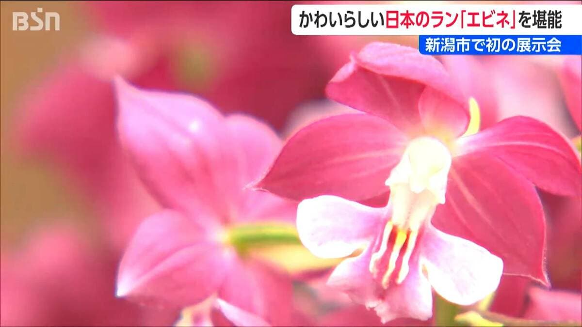 珠洲産　ピンク色と小豆色のエビネ　ラン科植物 春に咲く日本のラン「エビネ」 新潟県内で初の展示会開催 | 新潟の