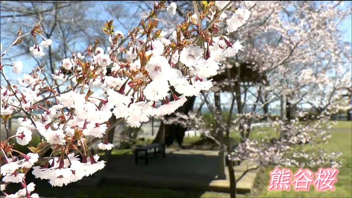 震災復興の願いを込めて埼玉から贈られた「熊谷桜」海沿いの神社を彩る