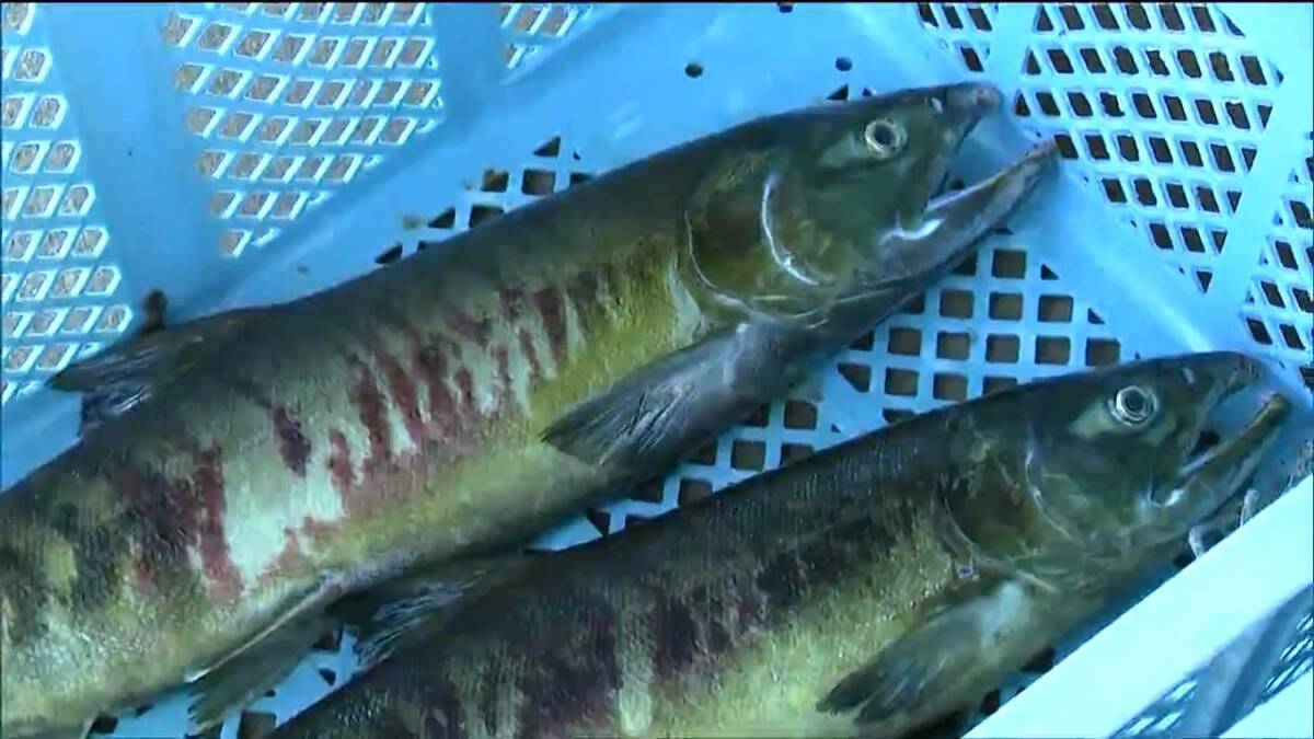 1、2、3、4。寂しいかぎり」サケの捕獲始まるも東日本大震災後、最も