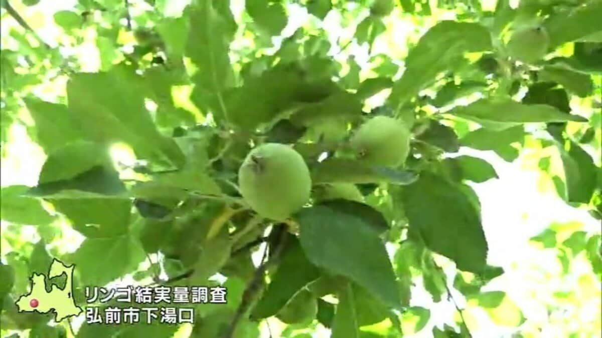 リンゴの結実量調査が始まる 5月末～6月上旬に実施の巡回で一部地域に