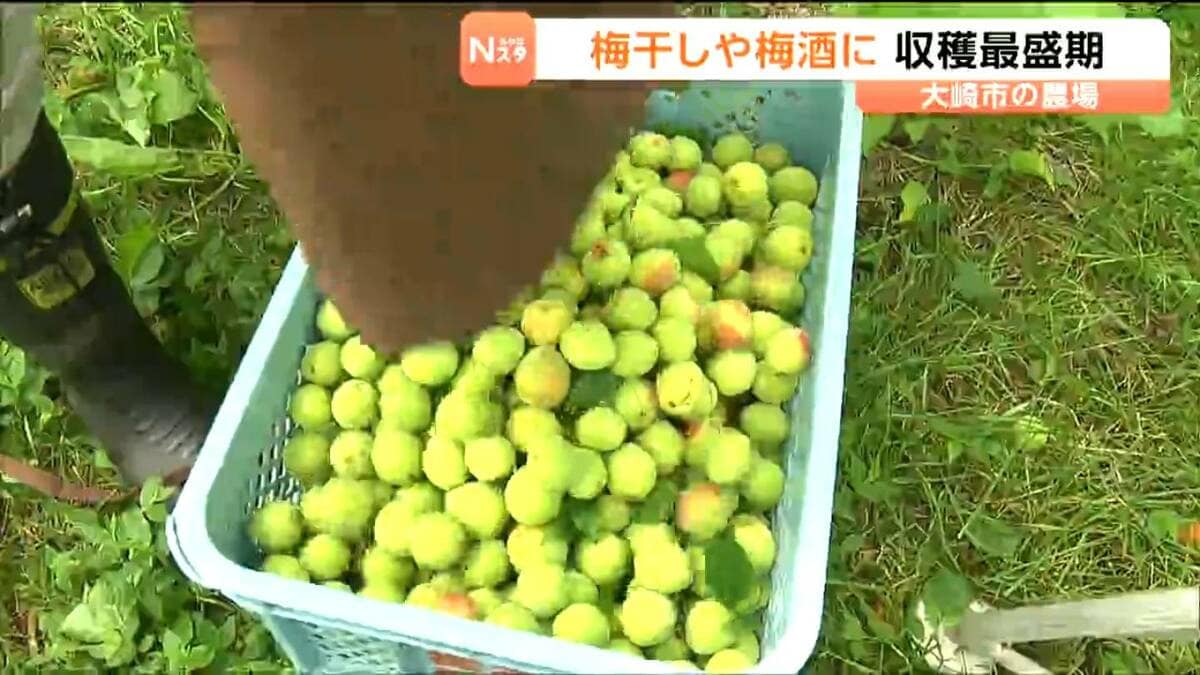 ウメの主力品種「白加賀」の収穫最盛期 霜被害なく順調に育った良質な