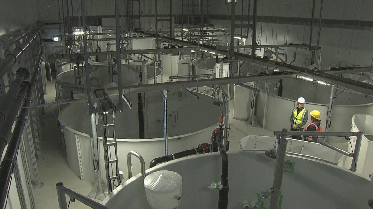 輸入サーモンより安く!? “世界最大級”の陸上養殖施設 ふ化から加工まで全てを三重･津市で 2027年末までに完成目指す