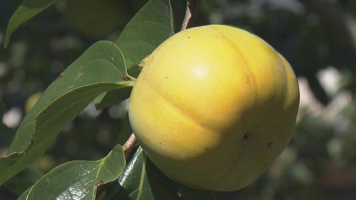 蓮台寺柿の収穫始まる 高い糖度としっとりした食感 ｢去年に比べて形が少し大きい｣ 三重･伊勢市