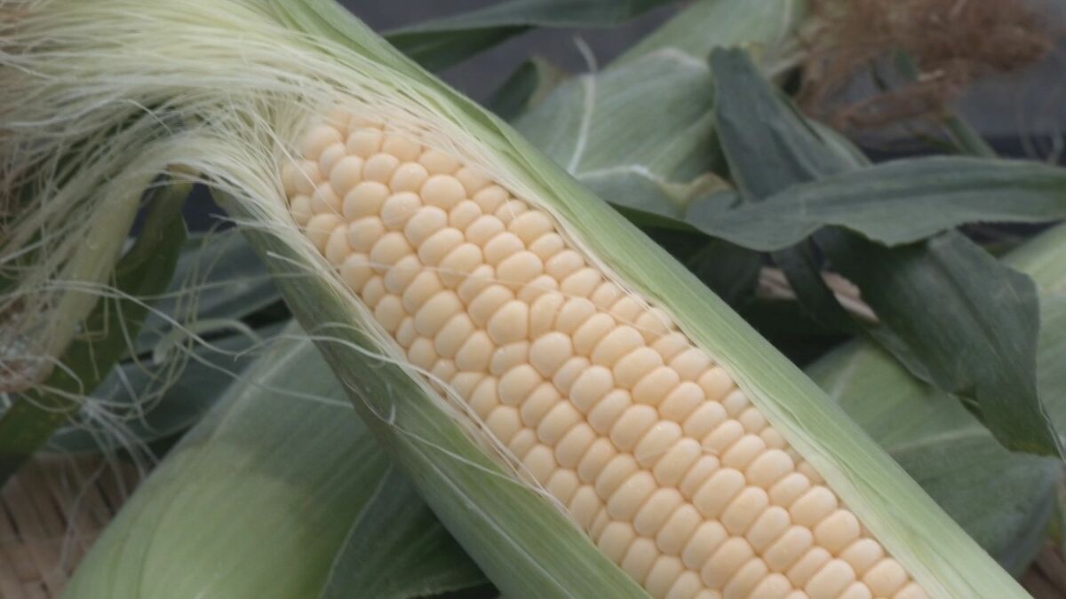 フルーツのように甘いトウモロコシ｢味来（みらい）｣ 　愛知･碧南市で収穫最盛期