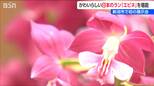 春に咲く日本のラン「エビネ」　新潟県内で初の展示会開催|TBS NEWS DIG