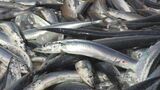 【速報】サンマ水揚げ量は前年比「4割増」 全さんま 10月末までの水揚げデータを発表|TBS NEWS DIG