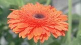 「希望」が花言葉のキク科の花 プレゼント用などに人気のガーベラの出荷が最盛期 愛知・豊川市 | 名古屋・愛知・岐阜・三重のニュース【CBC news】 | CBC web