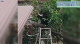 クマが木に登りサクランボを食べる 盛岡市の住宅街に出没 北上市では中学校に 岩手|TBS NEWS DIG