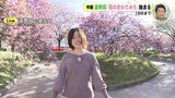 まだまだ桜 楽しめます 「花のまわりみち」始まる　造幣局 広島支局　|　RCC NEWS | 広島ニュース | RCC中国放送