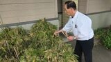 ラジオを聞いて気づいた!すし店の敷地内で約120年に一度しか咲かないハチクの花咲く 盛岡市 | IBC NEWS | IBC岩手放送