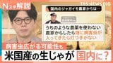 「日本農業が脅かされるリスクも」アメリカ産の生ジャガイモ全面輸入解禁へ高まる警戒感【Nスタ解説】|TBS NEWS DIG