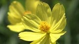 風に揺れるレモンイエローの花びらを楽しんで 「ドイツの森」で約60万本のキバナコスモスが見ごろ【岡山】 | 岡山・香川のニュース | 天気 | RSK山陽放送