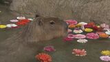 カピバラが約300本の花を浮かべたプールで泳ぐ 「ガーベラで華やかに」 アクア・トトぎふ|TBS NEWS DIG