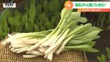 “ぬめり”と“シャキシャキ”伝統野菜「小笹うるい」の収穫盛んに…山形県上山市　|　山形のニュース│TUYテレビユー山形
