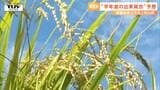 今年の県産米 予想収量は去年を下回るも出来具合は平年並に | 山形のニュース│TUYテレビユー山形