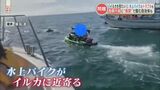 「遅かれ早かれ事故が起きる」野生のイルカに近づく水上バイクの危険運転 対策は? | 熊本のニュース|RKK NEWS|RKK熊本放送