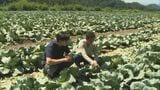 猛暑と少雨で「キャベツ」に深刻被害…8000玉以上が売り物にならず　農家は…「高い高いと言われているけど、僕らの苦労的にはトントンな感じ」　|　BSSニュース | BSS山陰放送