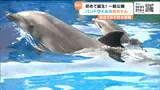 時折見せる顔に歓声あがる 水族館の新アイドル“バンドウイルカの赤ちゃん”公開 仙台 | 宮城のニュース│tbc NEWS│tbc東北放送