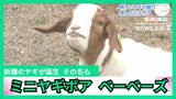 ヤギ好きおじさんが手作り人工授精機で品種改良 100キロクラスの親ヤギから小型犬サイズの新種ヤギが誕生 食べるヤギから愛でるヤギへ | 沖縄のニュース|RBC 琉球放送