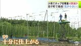 青森県田子町でホップ収穫 少雨で収穫量は例年より約4割減の見込みも「花粉は十分あるし香りもすばらしい」十分な仕上がり ビールに加工され10月下旬から東北限定で販売予定 | 青森のニュース│ATV NEWS│青森テレビ