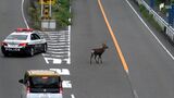 【動画あり】白昼の幹線道路を悠々と…市街地にオスの二ホンジカが出没 警察がパトロールし注意を呼びかけ=静岡・磐田市|TBS NEWS DIG