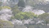 福岡でサクラが満開|TBS NEWS DIG