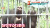“猛暑”でドングリもナラも凶作か…死傷人身被害22人の年と条件が合致『クマ出没警戒警報』発表 新潟県|TBS NEWS DIG