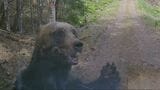 牛66頭を襲撃“OSO18”の出現や軽トラに体当たり…クマ出没が相次ぐ北海道で猟友会が駆除要請に難色、背景に「ハンターがすべて責任を負うことへの危機感」|TBS NEWS DIG