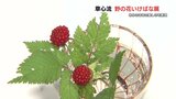 身近な野の花で生け花を 草心流50周年の展示会 熊本|TBS NEWS DIG