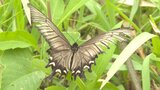 珍蝶、ジャコウアゲハが舞う姿を確認 住民「全国的に減っているので何とか保護を」大分 | 大分のニュース|OBS NEWS|大分放送