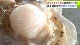 青森県東通村で特産品「地まきホタテ」の水揚げ進む 高水温の影響で2年貝の水揚げになるも「貝柱はだいぶ大きくて」 旬を求めて漁協の直売所には朝早くから長い列|TBS NEWS DIG