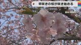 岡崎の乙川堤防で「葵桜」咲き始める…濃いピンク色の花が人気 | 名古屋・愛知・岐阜・三重のニュース【CBC news】 | CBC web