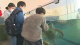 ウミガメを通して小学生が海の環境を学ぶ 大分 | 大分のニュース|OBS NEWS|大分放送