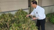 ラジオを聞いて気づいた!すし店の敷地内で約120年に一度しか咲かないハチクの花咲く 盛岡市 | IBC NEWS | IBC岩手放送