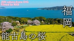 能古島の桜 福岡県福岡市【JNN sakuraドローンDIG】|TBS NEWS DIG
