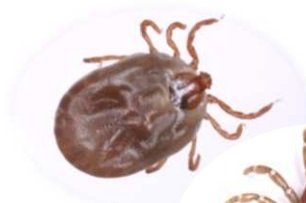 マダニが媒介の感染症で70代の女性が死亡　ことし広島県内では初の死亡例|TBS NEWS DIG