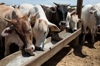 ブラジル、対EU食肉輸出禁止の回避で対応急ぐ－貿易額3000億円規模| TBS CROSS DIG with Bloomberg